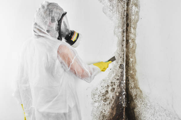 Best Local Mold Removal Service  in Ashton Sandy Spring, MD