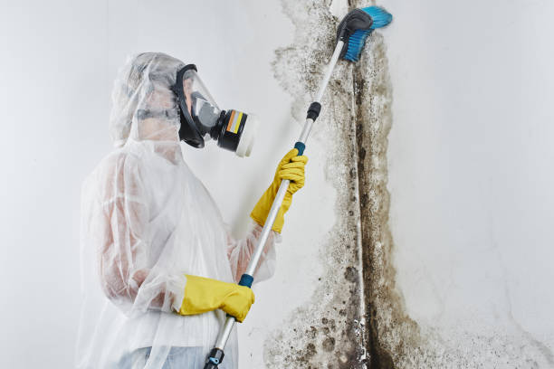 Best Office Mold Removal Services  in Ashton Sandy Spring, MD