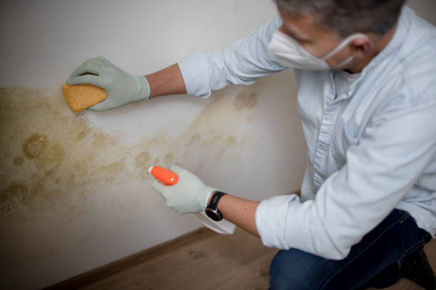 Best Toxic Mold Removal  in Ashton Sandy Spring, MD