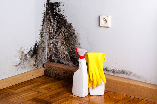 Best Same-Day Mold Removal  in Ashton Sandy Spring, MD